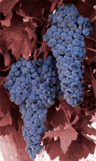 Tempranillo
