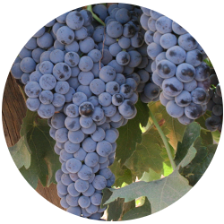 Tempranillo