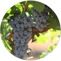 Varieties