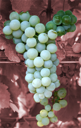 Verdejo